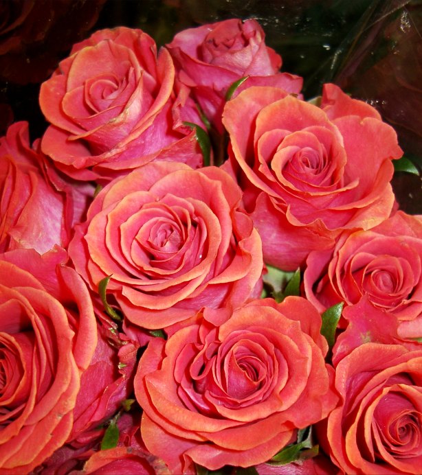 Coral Roses Picture