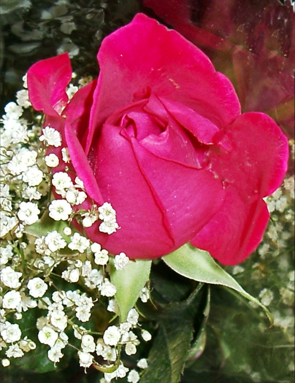 Red Rose Bud Picture
