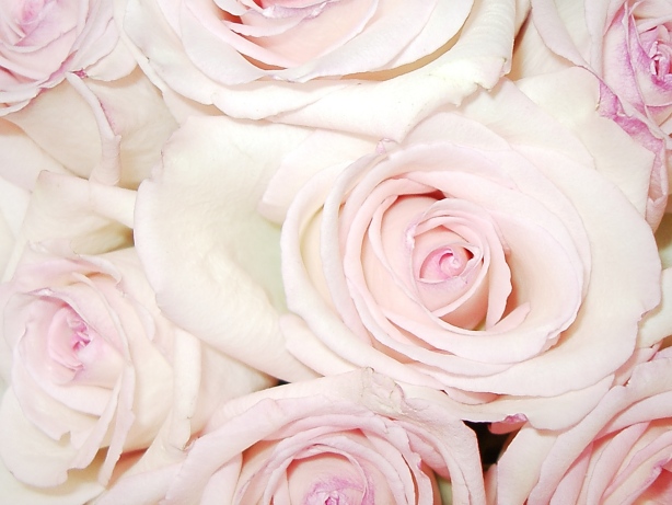Blushed Roses Picture