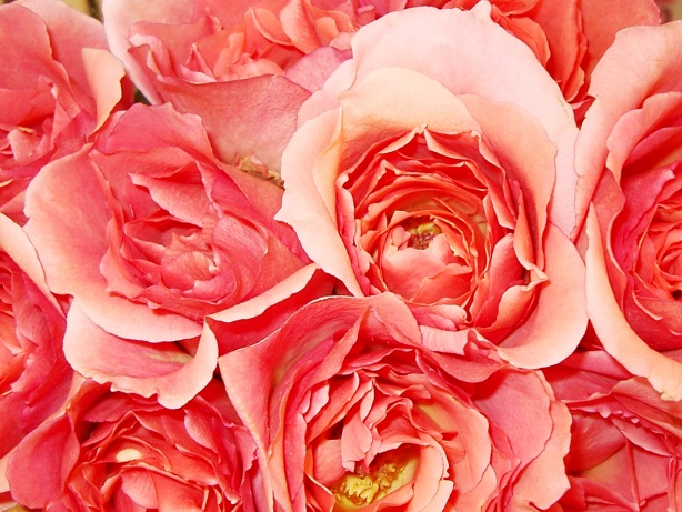 Coral Roses Picture