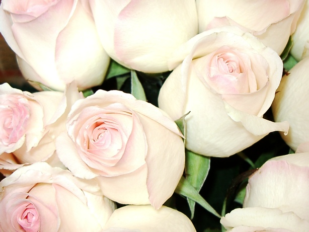 Blushed Rose Bud Picture