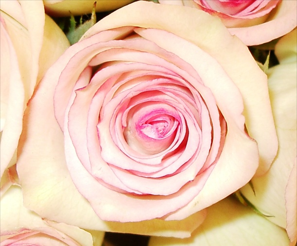 Blushed Rose Picture