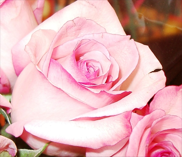 Pink Rose Picture