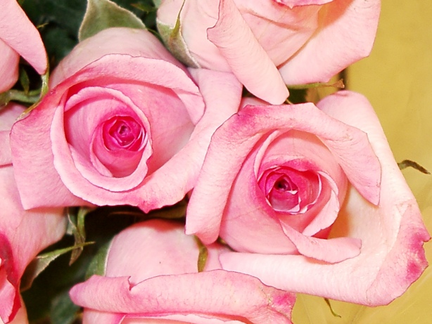 Pink Rose Bud Picture