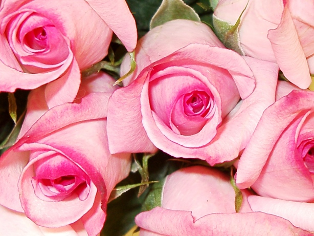 Pink Rose Buds Picture