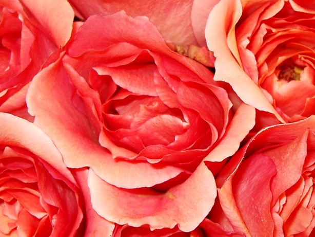 Coral Roses Picture