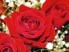 Red Rose Photo