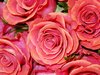 Pink Roses Picture