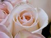 Pink Rose Picture