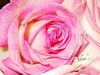 Pink Rose Picture