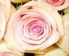 Pink Roses