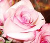 Pink Roses