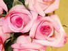 Pink Roses