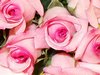 Pink Roses