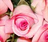 Pink Roses