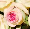 Pink Rose