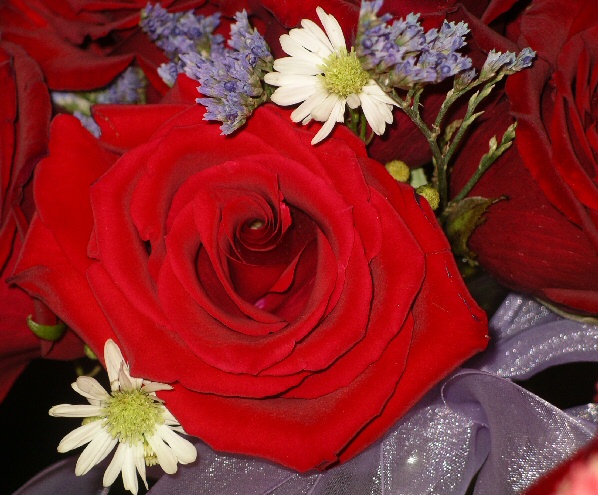 IMGP0836creamyredrose.jpg