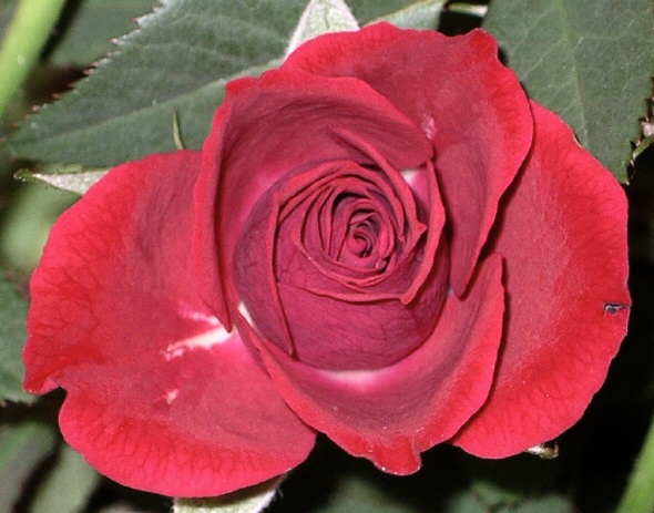 IMGP2112.jpg