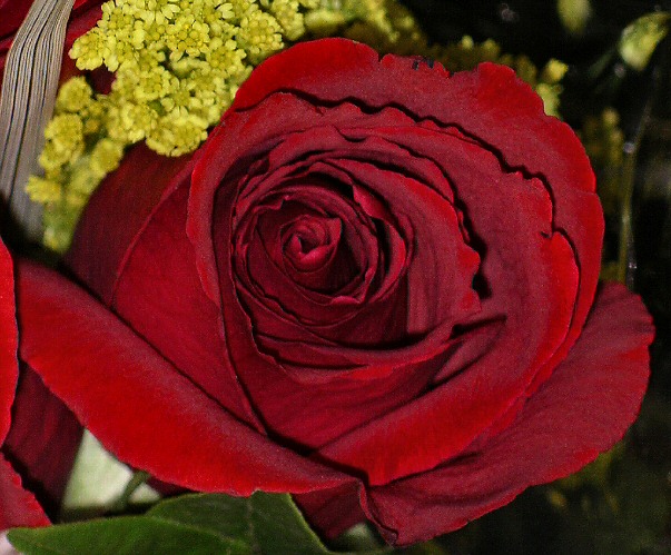 IMGP2380.jpg