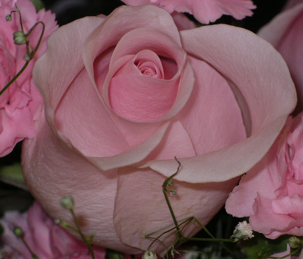 IMGP2560.jpg