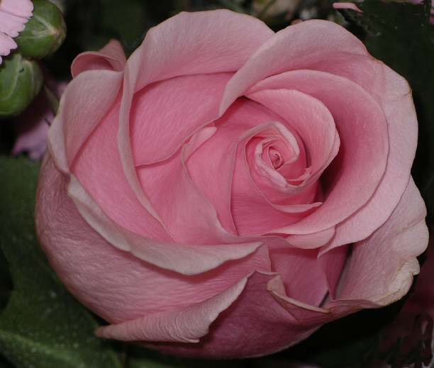 IMGP2574.jpg