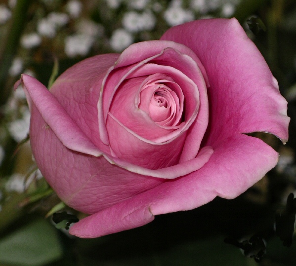 IMGP2609.jpg