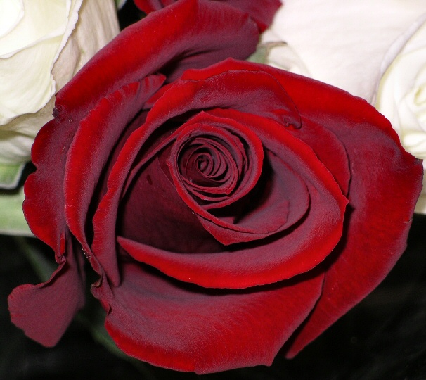 IMGP3494two.jpg