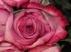 IMGP0526.jpg