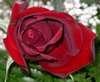IMGP0545redrose.jpg