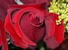 IMGP2412.jpg