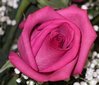 IMGP3492.jpg