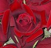 IMGP4841.jpg