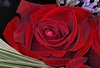 IMGP4855.jpg