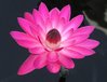 Pink Water Lily Photo
