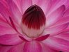 Pink water Lily Photo