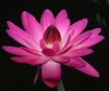 Pink Water Lily Closeup